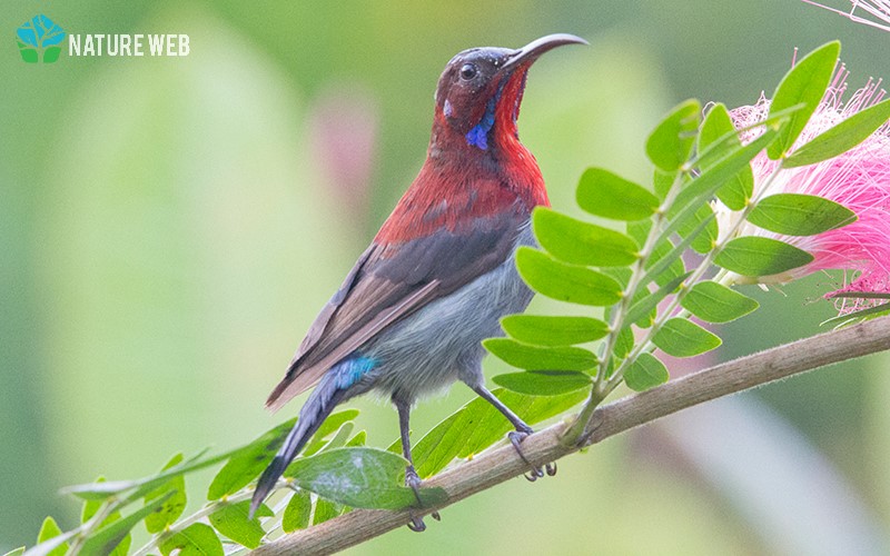 Perching Birds